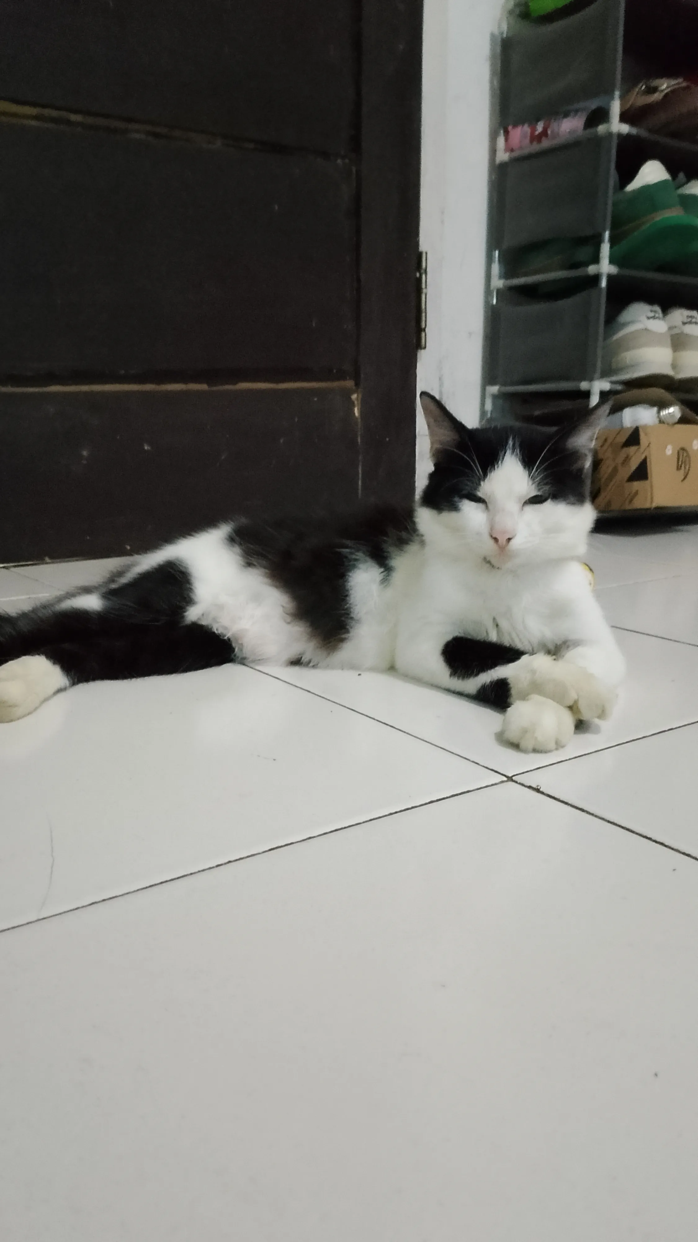 cuking gemas