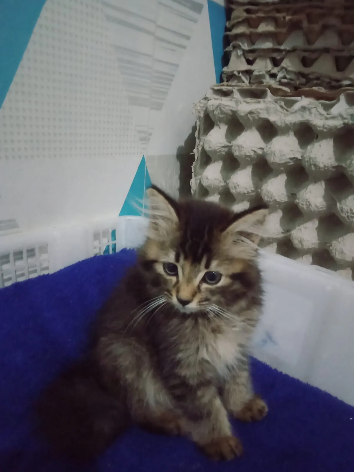 cuking lucu 